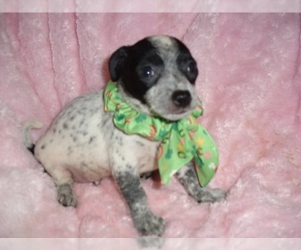 Medium Photo #3 Chihuahua Puppy For Sale in MADISON, MS, USA