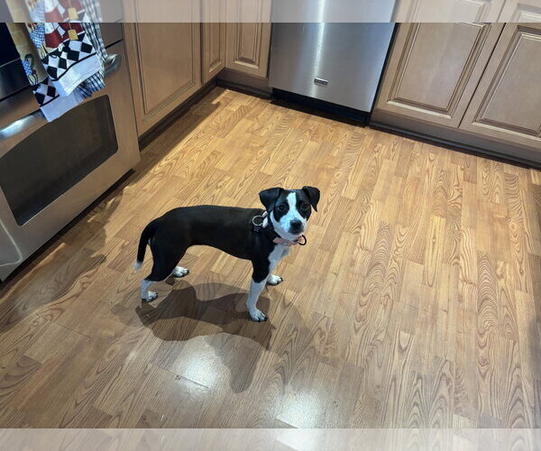 Medium Photo #4 Jack Russell Terrier-Unknown Mix Puppy For Sale in Rockaway, NJ, USA