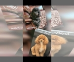 Small Photo #1 Maltipoo (Miniature) Puppy For Sale in HUDSON, FL, USA