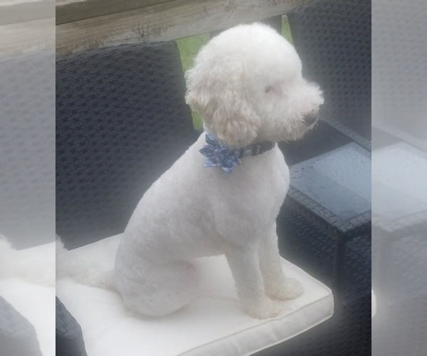 Medium Photo #1 Goldendoodle (Miniature) Puppy For Sale in SAINT MARYS, KS, USA