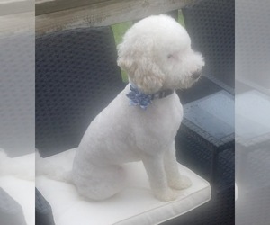 Mother of the Goldendoodle (Miniature) puppies born on 05/01/2026