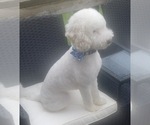 Small Photo #1 Goldendoodle (Miniature) Puppy For Sale in SAINT MARYS, KS, USA