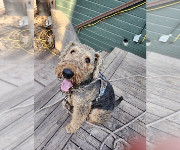 Medium Photo #1 Airedale Terrier Puppy For Sale in FLAGSTAFF, AZ, USA