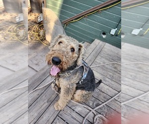 Father of the Airedale Terrier puppies born on 05/17/2025