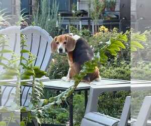 Matty - Male Beagle Dog for Adoption - Photo #11