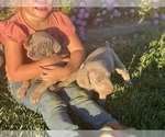 Small Photo #13 Weimaraner Puppy For Sale in WILLOWS, CA, USA