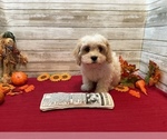 Small Photo #2 Cavachon Puppy For Sale in FULTON, KS, USA