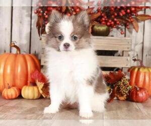 Pomeranian Puppy for sale in MOUNT VERNON, OH, USA