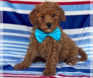 Cavapoo Puppy for sale in LANCASTER, PA, USA