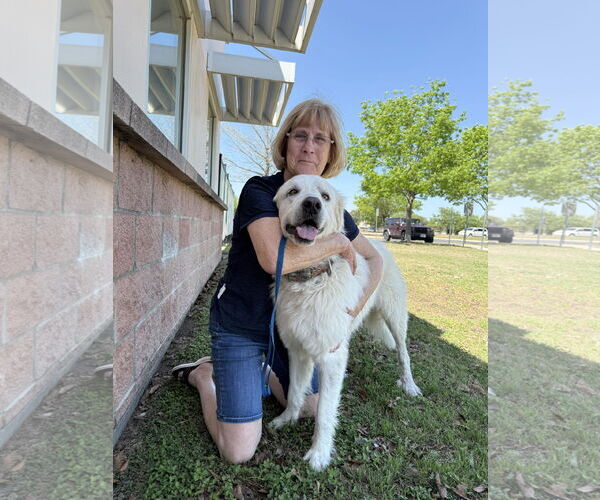 Medium Photo #15 Great Pyrenees Puppy For Sale in Houston, TX, USA