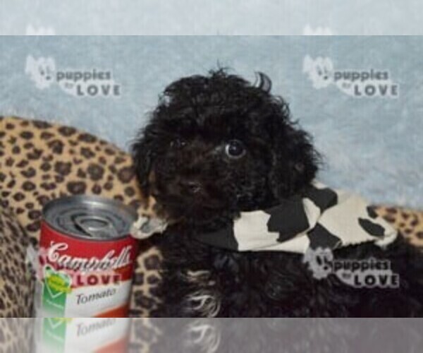 Medium Photo #4 Poodle (Toy) Puppy For Sale in SANGER, TX, USA
