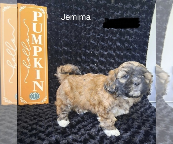 Medium Photo #3 Zuchon Puppy For Sale in MOUNT PLEASANT, MI, USA