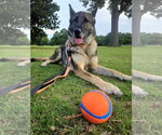 Small #3 German Shepherd Dog
