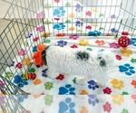 Hunter - Male Havapoo Puppy for Sale - Photo #9