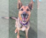 Small German Shepherd Dog Mix