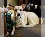 Small #5 Labrador Retriever-Pembroke Welsh Corgi Mix