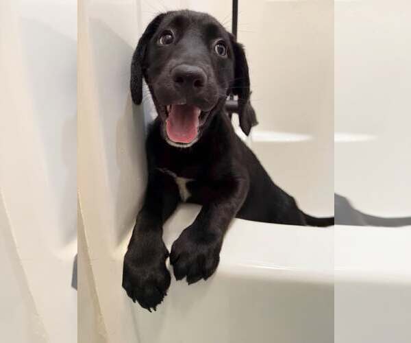 Medium Photo #3 Labrador Retriever-Unknown Mix Puppy For Sale in Greenville, SC, USA
