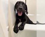 Small #2 Labrador Retriever Mix