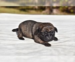 Small #4 Pug