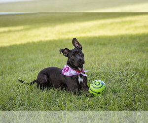 Moon - Female Mutt Dog for Adoption - Photo #3