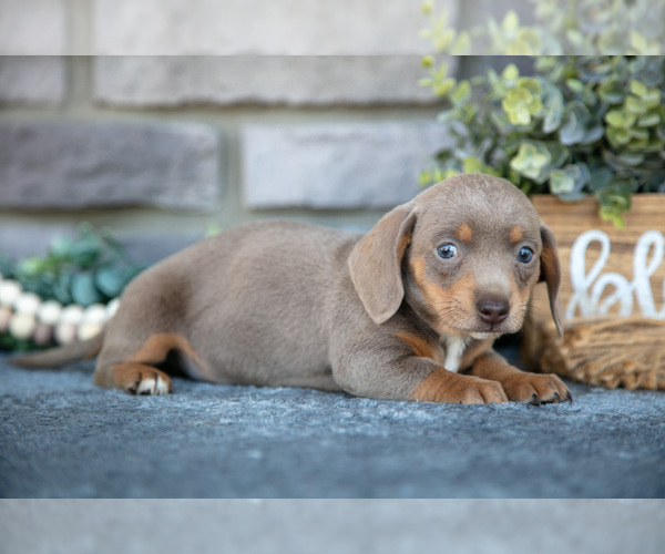 Medium Photo #3 Dachshund Puppy For Sale in TOPEKA, IN, USA