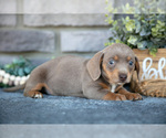 Small #2 Dachshund