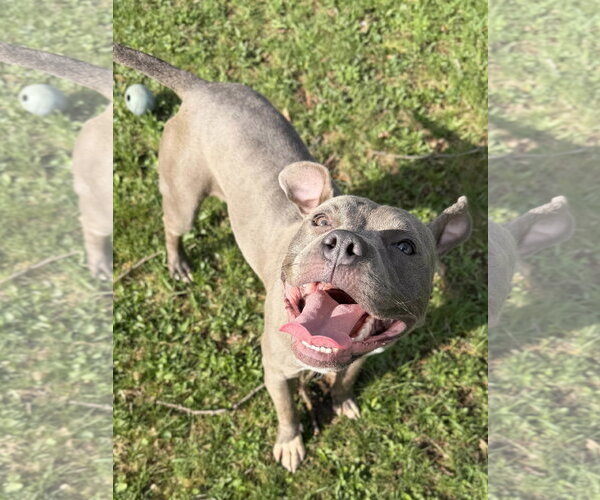 Medium Photo #3 Mutt Puppy For Sale in Jefferson, WI, USA