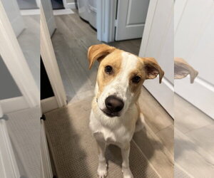 Labrador Retriever-Unknown Mix Dogs for adoption in San Diego, CA, USA