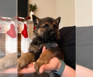 German Shepherd Dog Puppy for sale in STATESVILLE, NC, USA