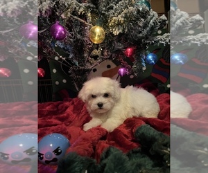 Maltipoo-Yorkshire Terrier Mix Puppy for sale in BENSON, NC, USA