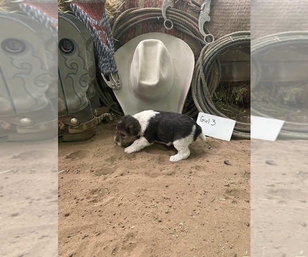 Medium Photo #11 Wire Fox Terrier Puppy For Sale in DUNNING, NE, USA