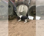 Small Photo #11 Wire Fox Terrier Puppy For Sale in DUNNING, NE, USA