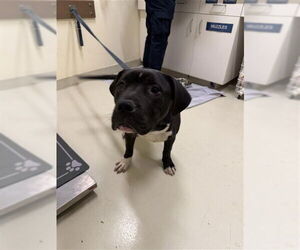 Mutt Dogs for adoption in Fremont, CA, USA