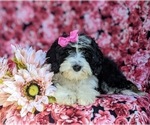 Small Photo #8 Miniature Bernedoodle Puppy For Sale in GLEN ROCK, PA, USA