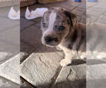 Small #1 Catahoula Leopard Dog Mix
