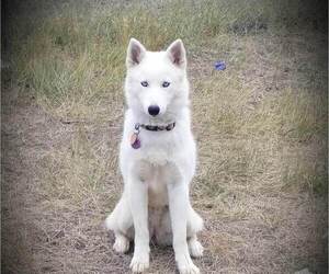 Mother of the Siberian Husky puppies born on 08/23/2019