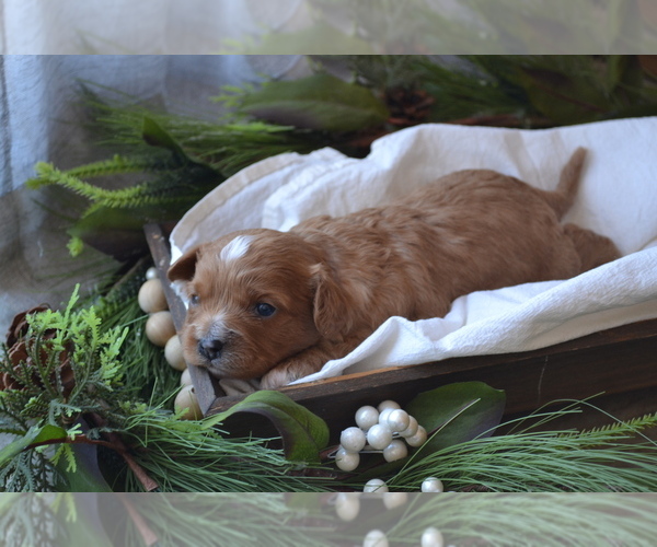 Medium Photo #3 Cavapoo (Miniature) Puppy For Sale in GREENWOOD, WI, USA