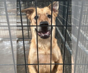 Blair - Female Golden Retriever-Unknown Mix Dog for Adoption - Photo #4