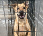 Small #3 Golden Retriever Mix