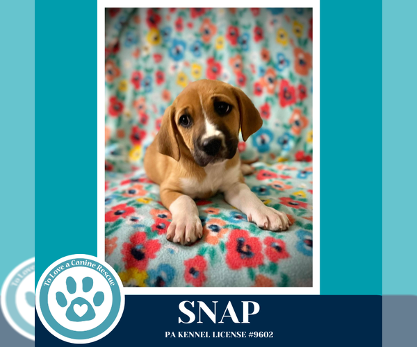 Medium Photo #1 Mutt Puppy For Sale in Kimberton, PA, USA