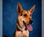 Small #2 German Shepherd Dog