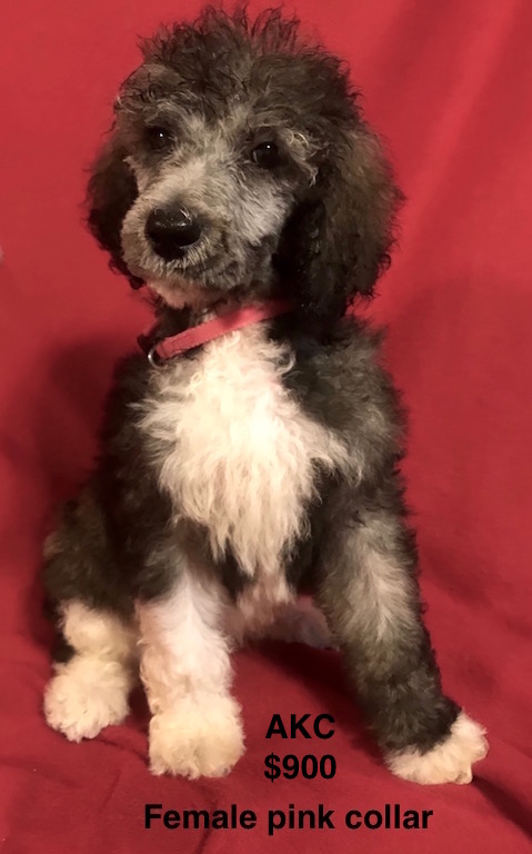 Medium Photo #1 Poodle (Standard) Puppy For Sale in SMITHVILLE, MS, USA