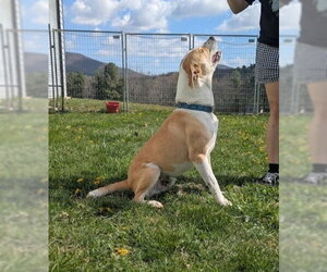George - Male Labrador Retriever-Unknown Mix Dog for Adoption - Photo #3