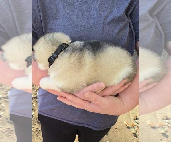 Medium Photo #6 Alaskan Malamute Puppy For Sale in CRIVITZ, WI, USA