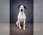 Small #5 Dalmatian-German Shorthaired Pointer Mix