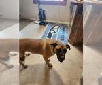 Small #3 German Shepherd Dog Mix