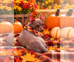 Raven - Female Chihuahua-Unknown Mix Dog for Adoption - Small photo