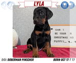 Small Photo #47 Doberman Pinscher Puppy For Sale in GOSHEN, IN, USA