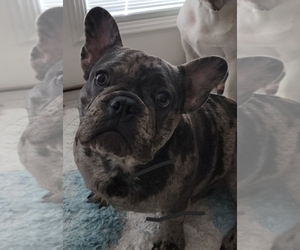 French Bulldog Puppy for sale in FT MYERS, FL, USA