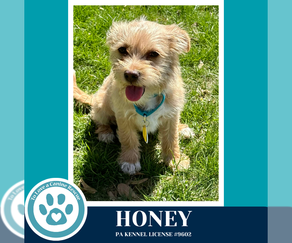 Medium Photo #1 Mutt Puppy For Sale in Kimberton, PA, USA